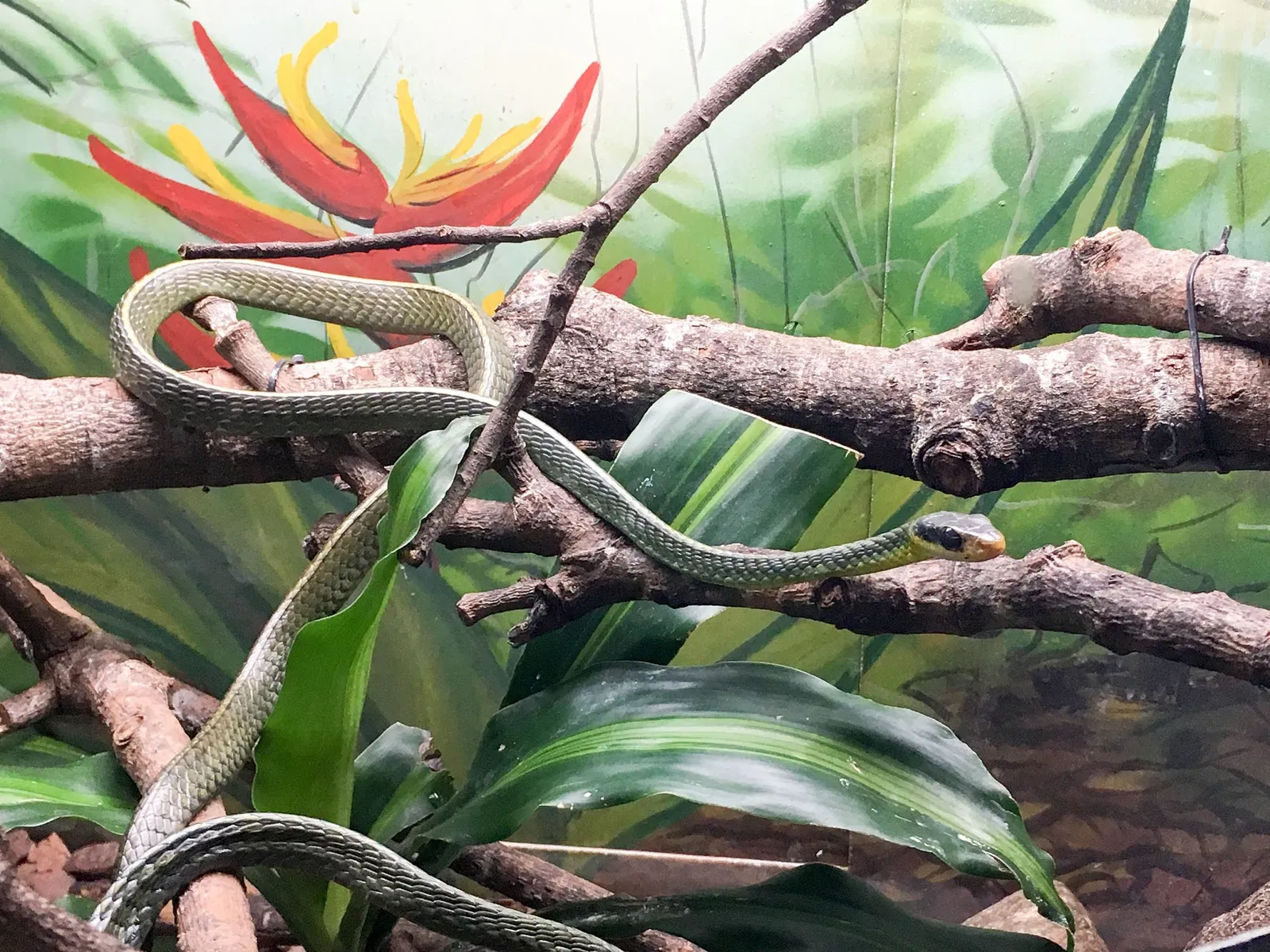 Museu Biológico Instituto Butantan