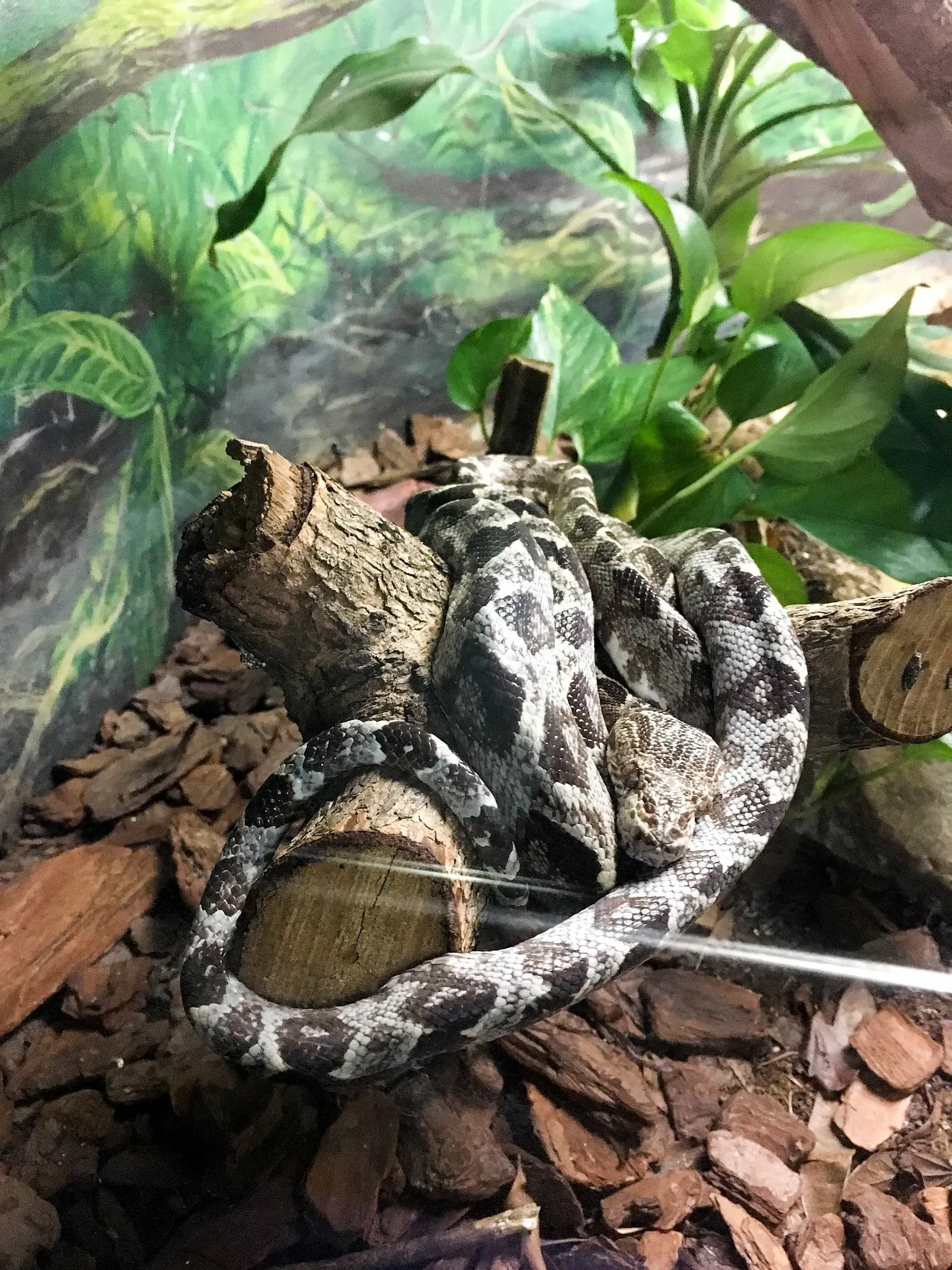 Museu Biológico Instituto Butantan