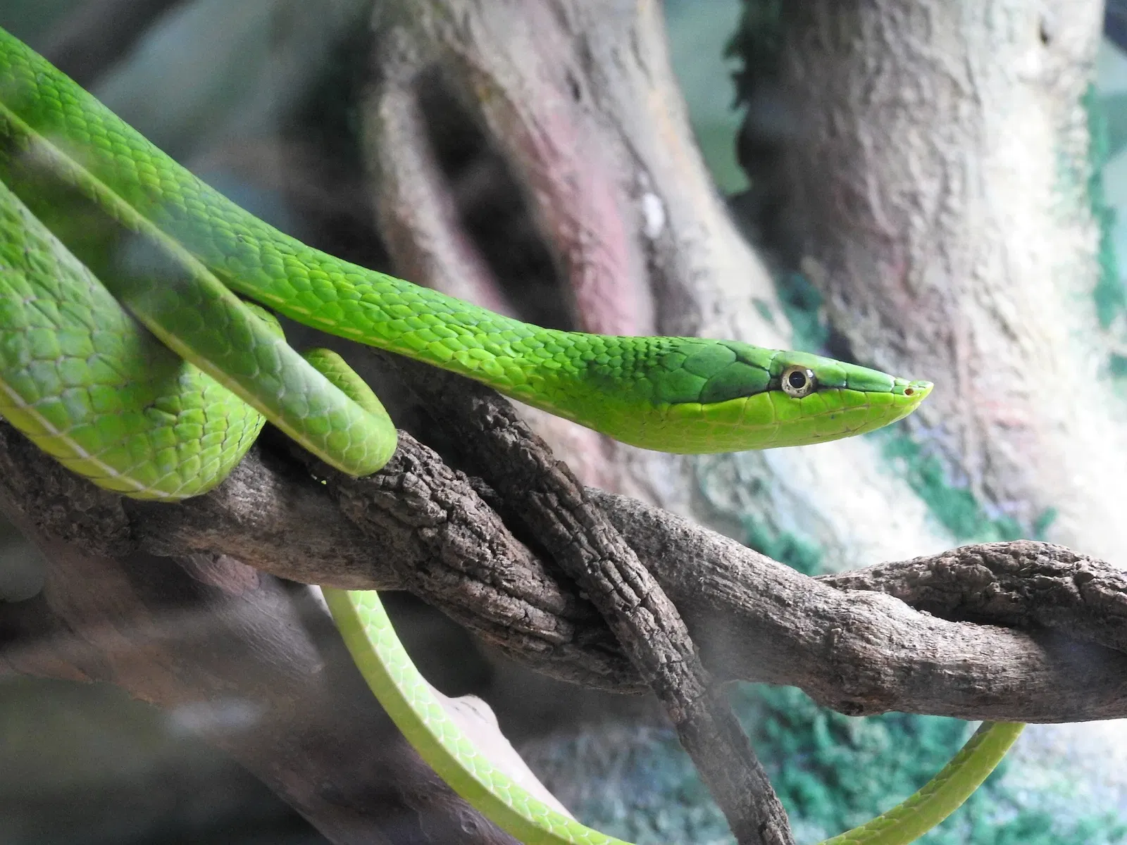 Museu Biológico Instituto Butantan
