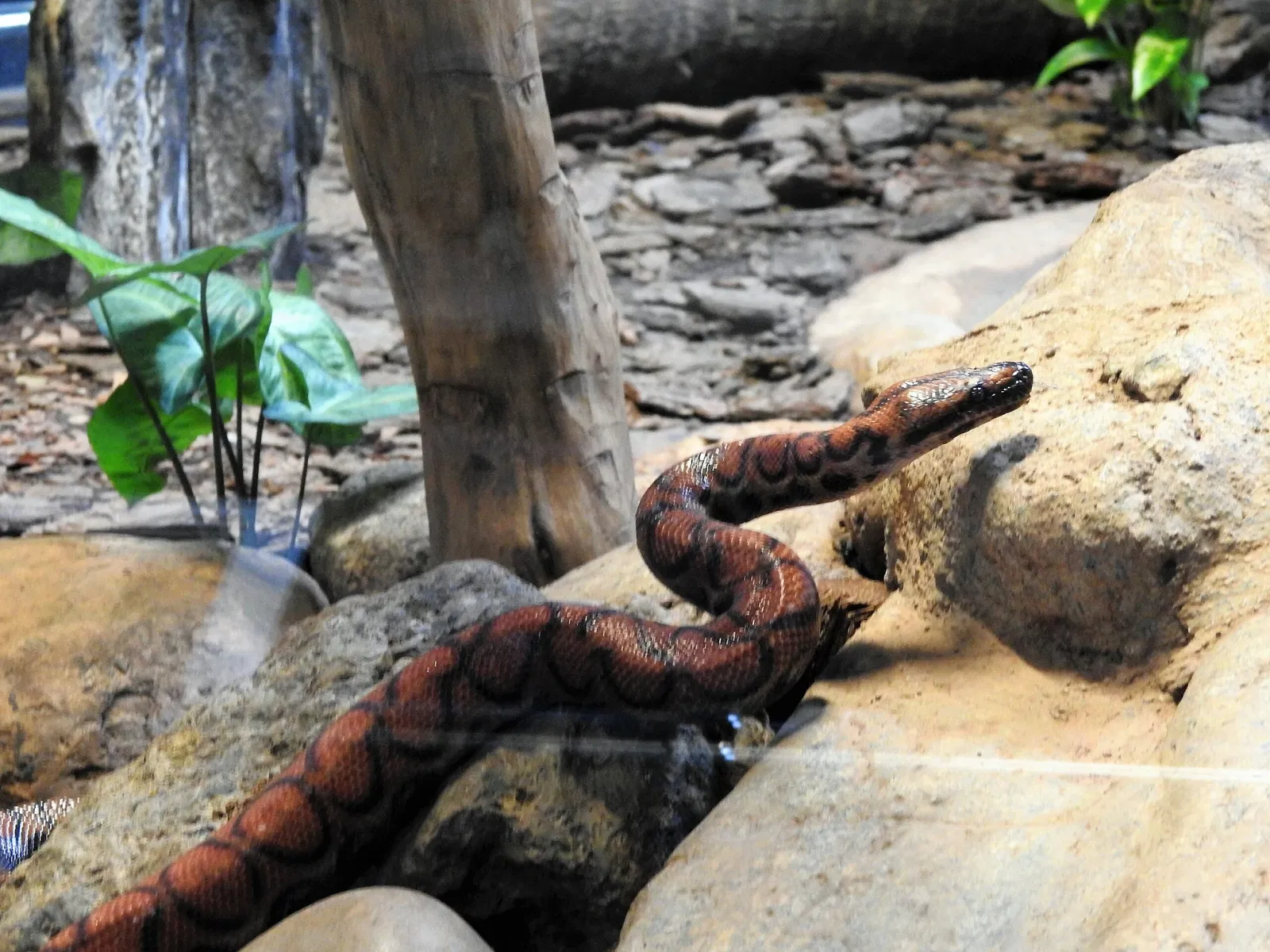 Museu Biológico Instituto Butantan