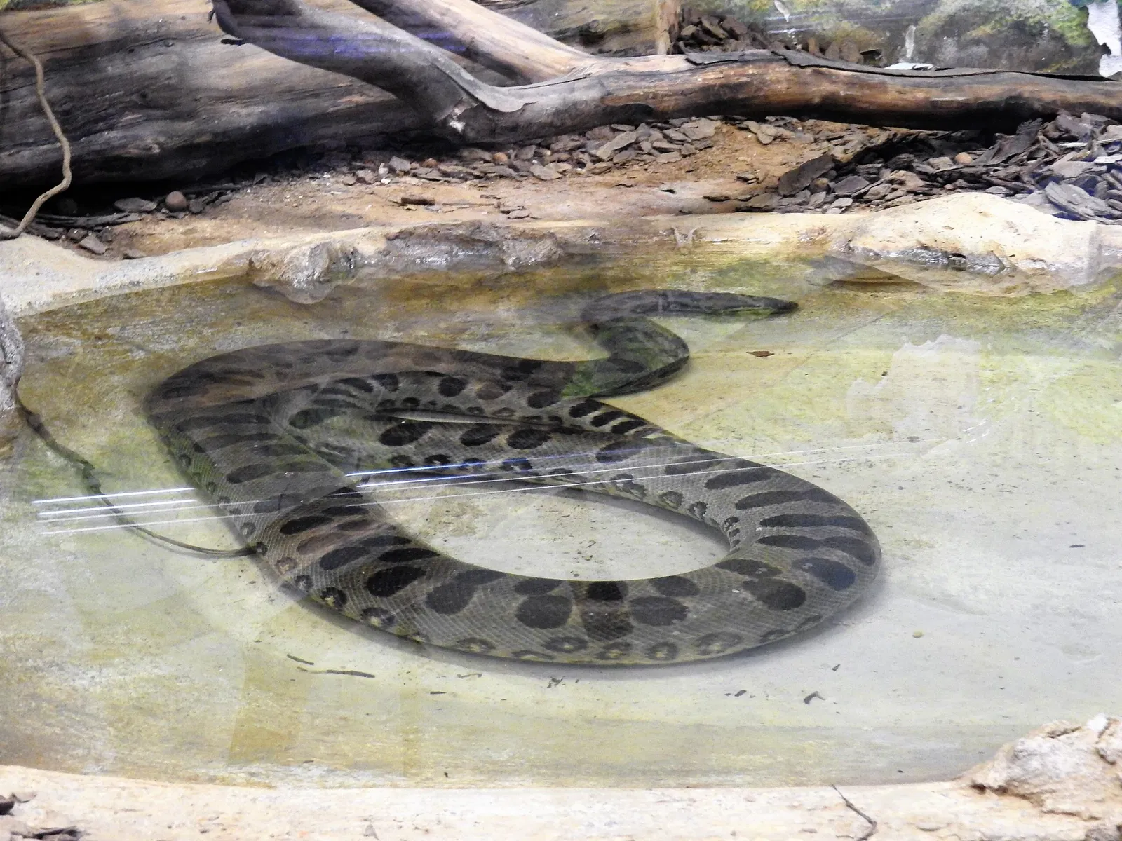 Museu Biológico Instituto Butantan