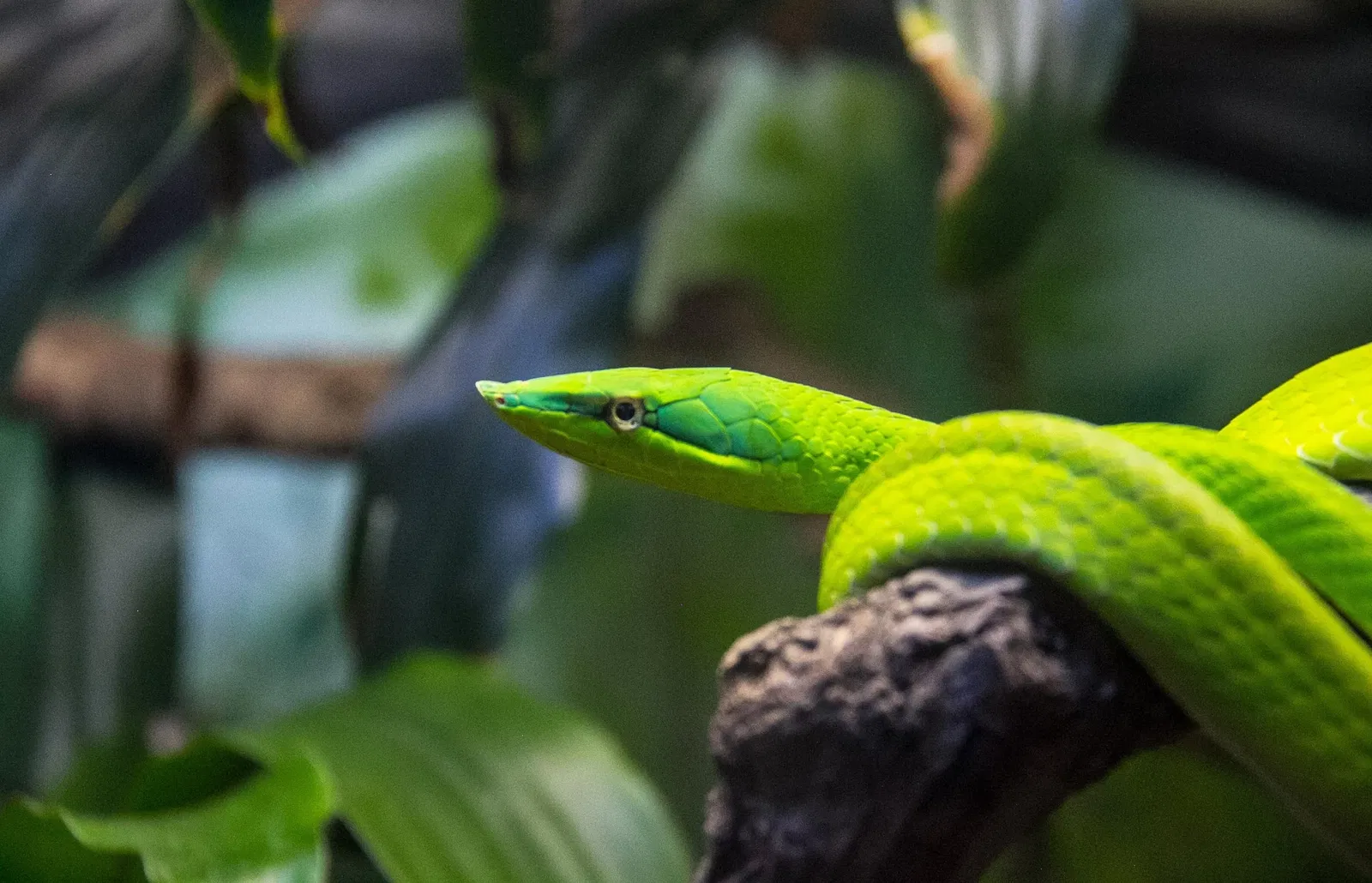 Museu Biológico Instituto Butantan