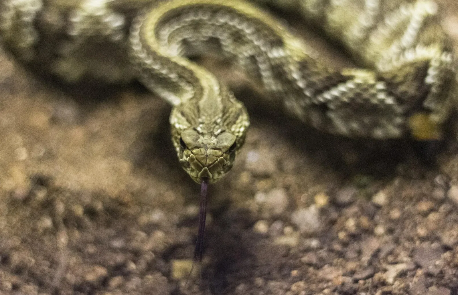 Museu Biológico Instituto Butantan