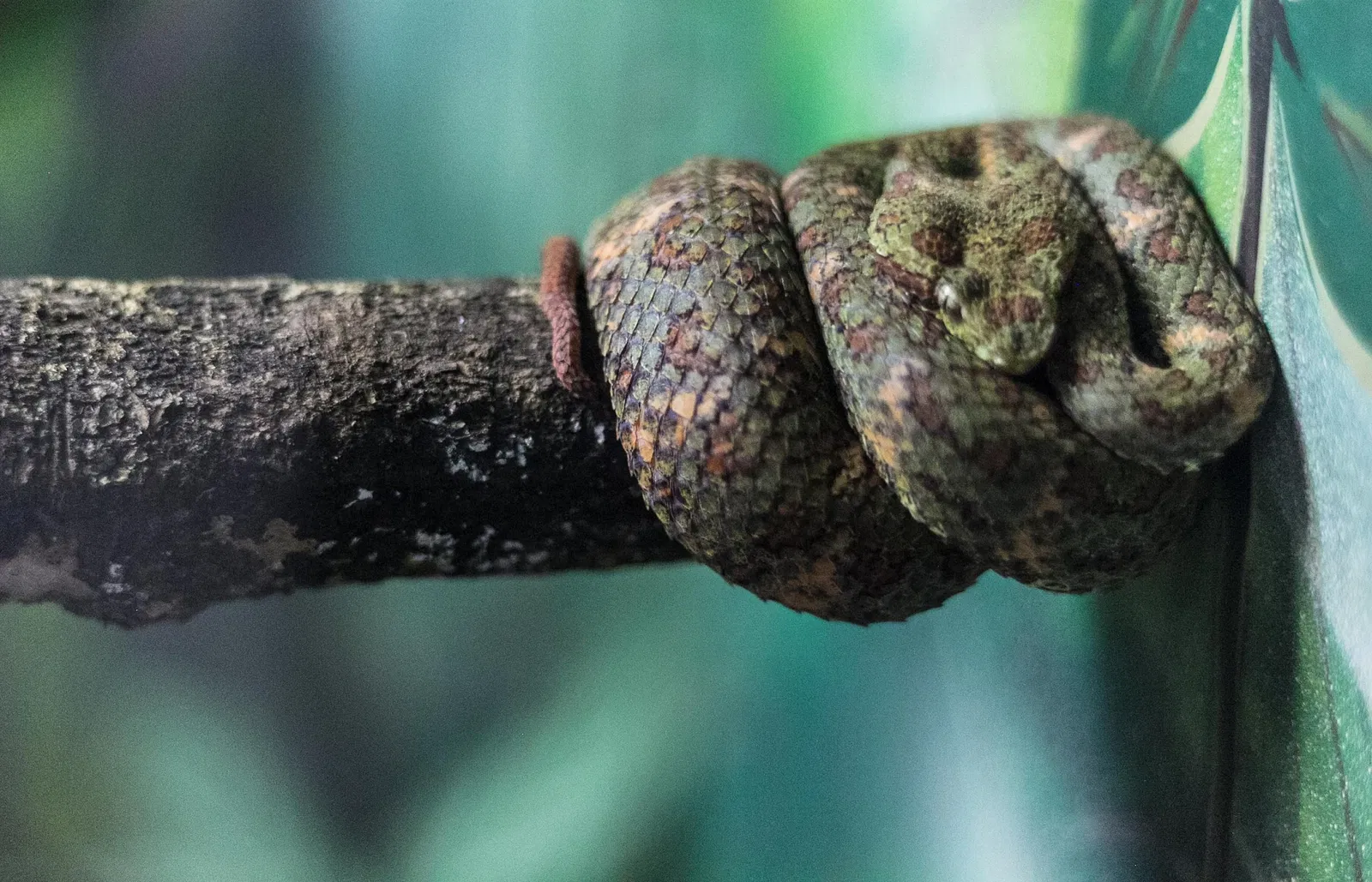 Museu Biológico Instituto Butantan