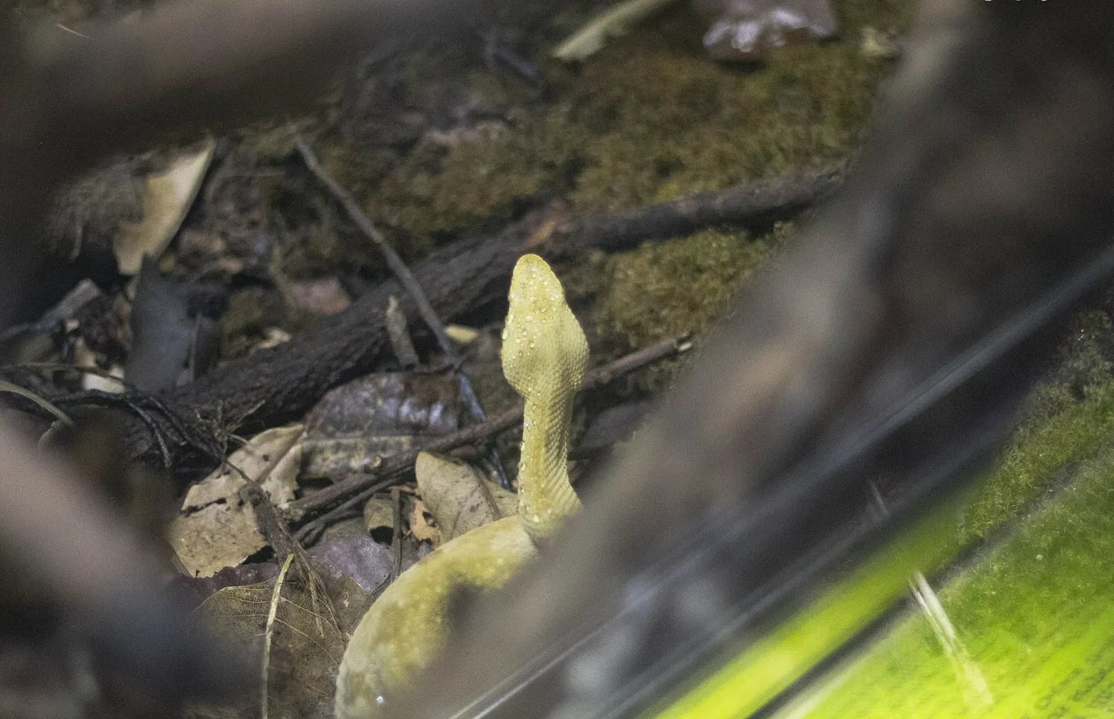 Museu Biológico Instituto Butantan