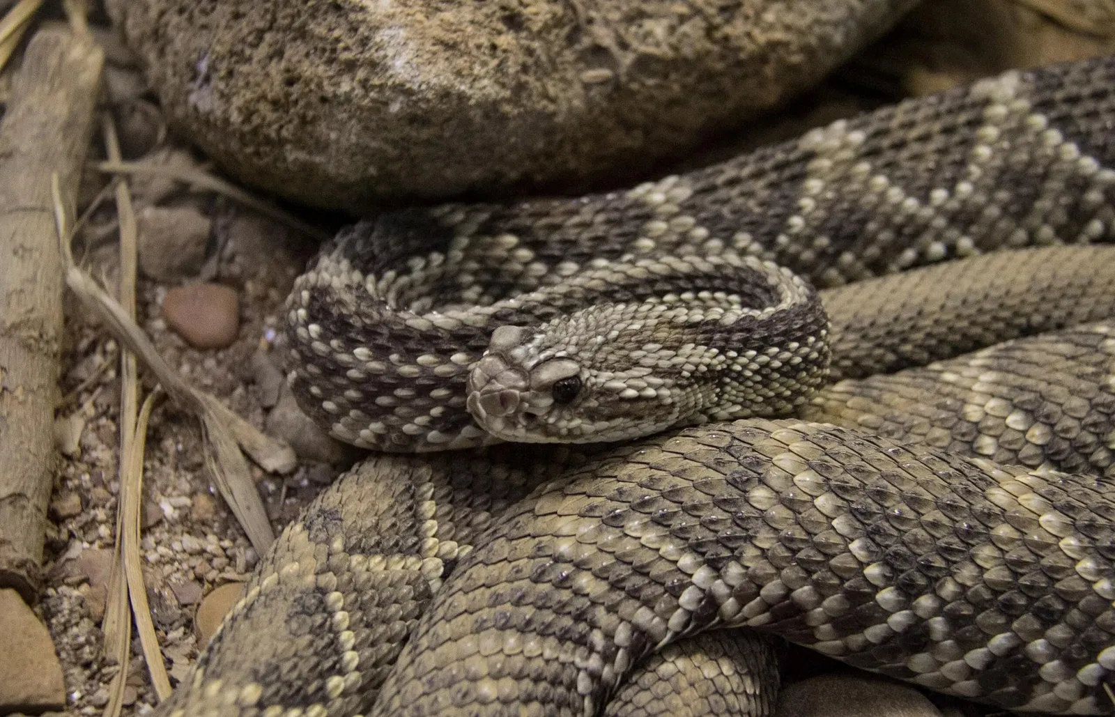 Museu Biológico Instituto Butantan