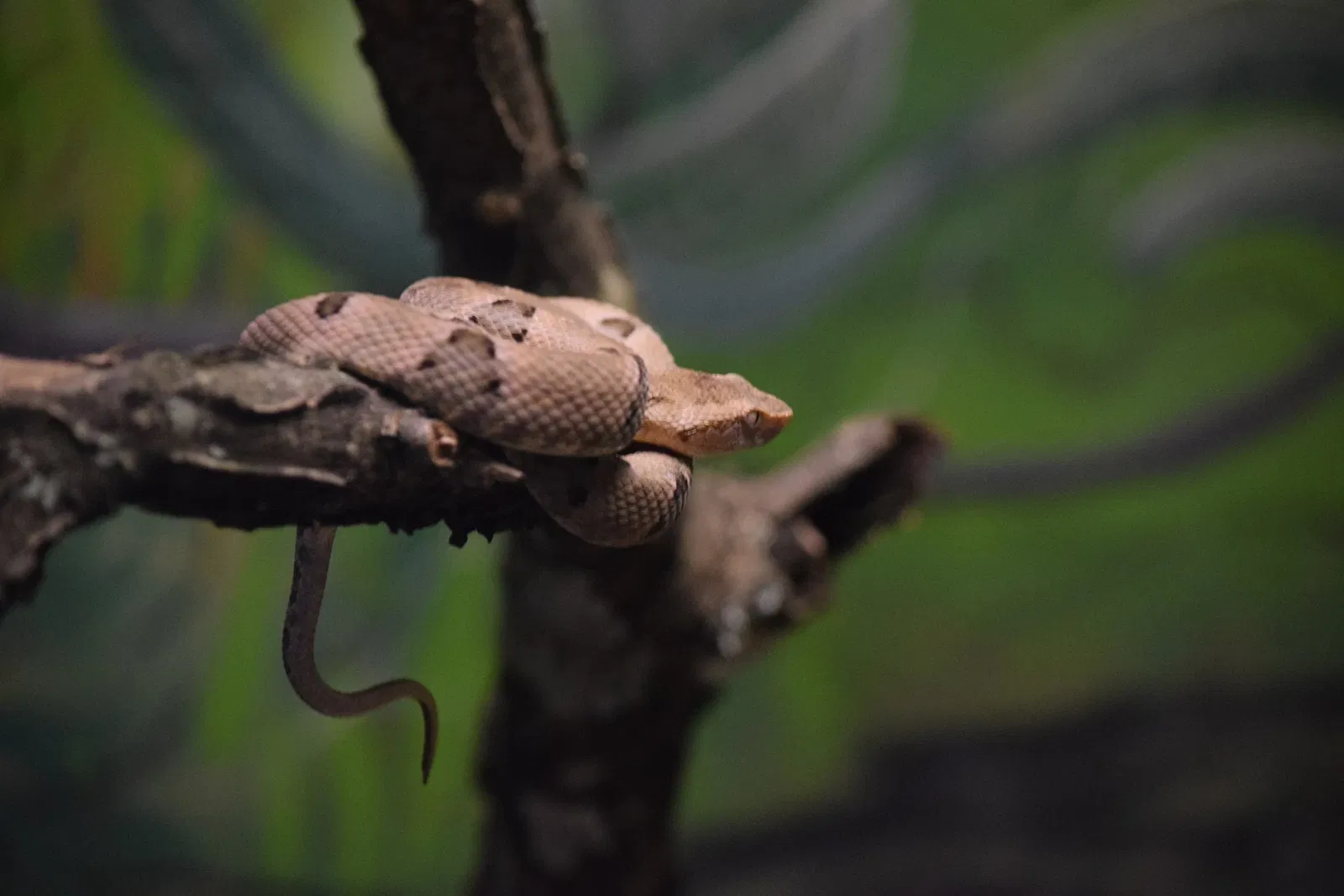 Museu Biológico Instituto Butantan