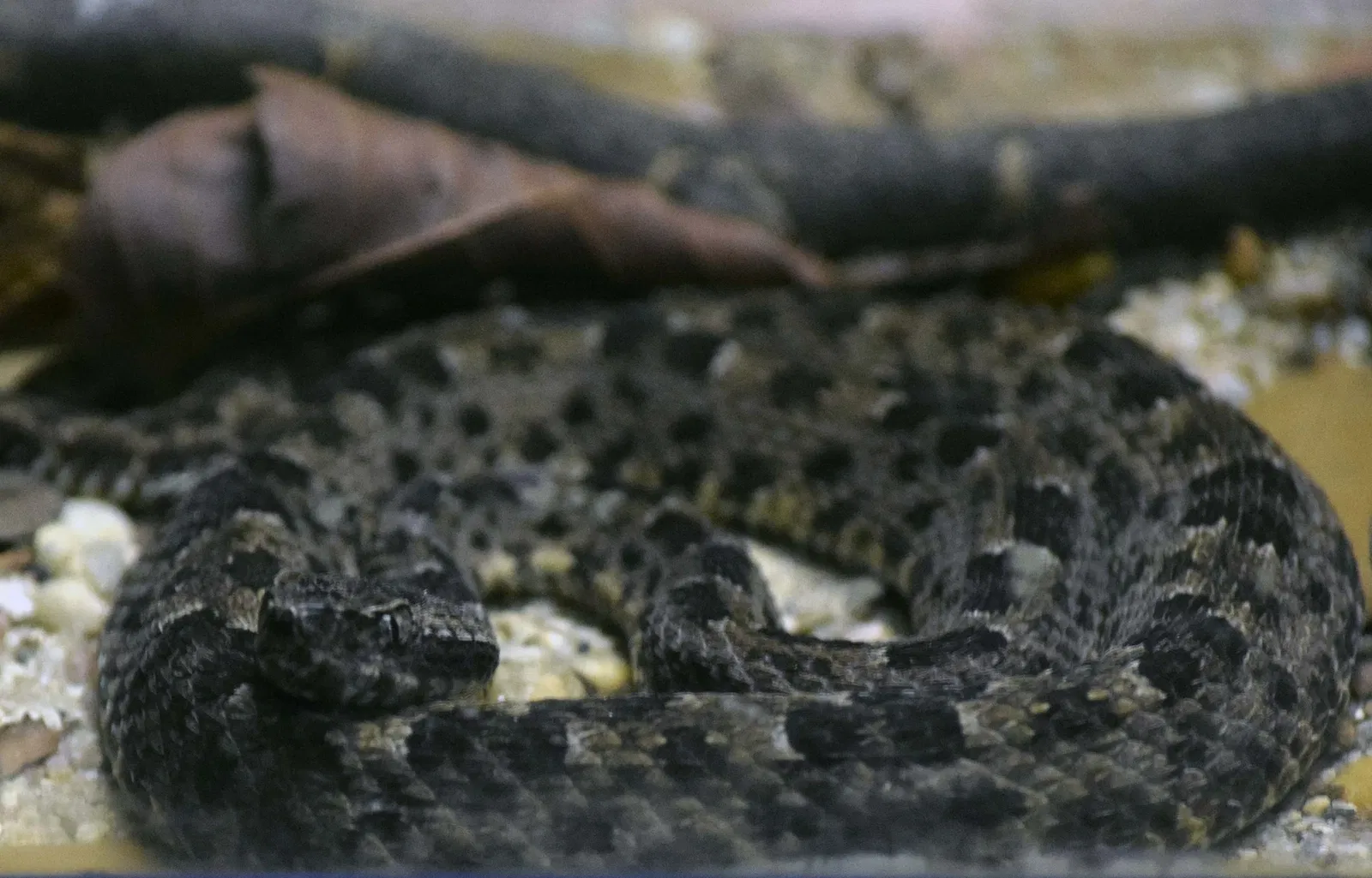 Museu Biológico Instituto Butantan