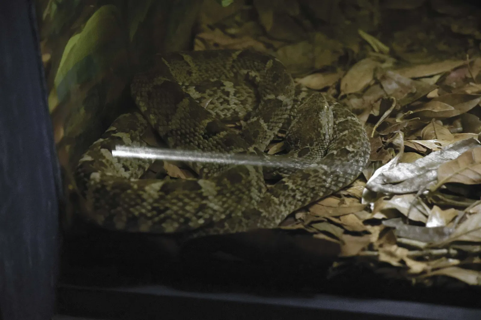 Museu Biológico Instituto Butantan