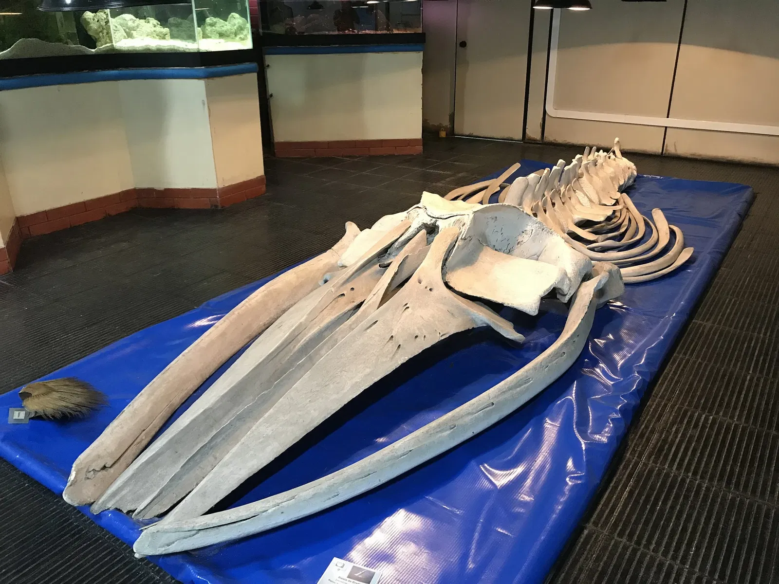 Oceanographic Museum