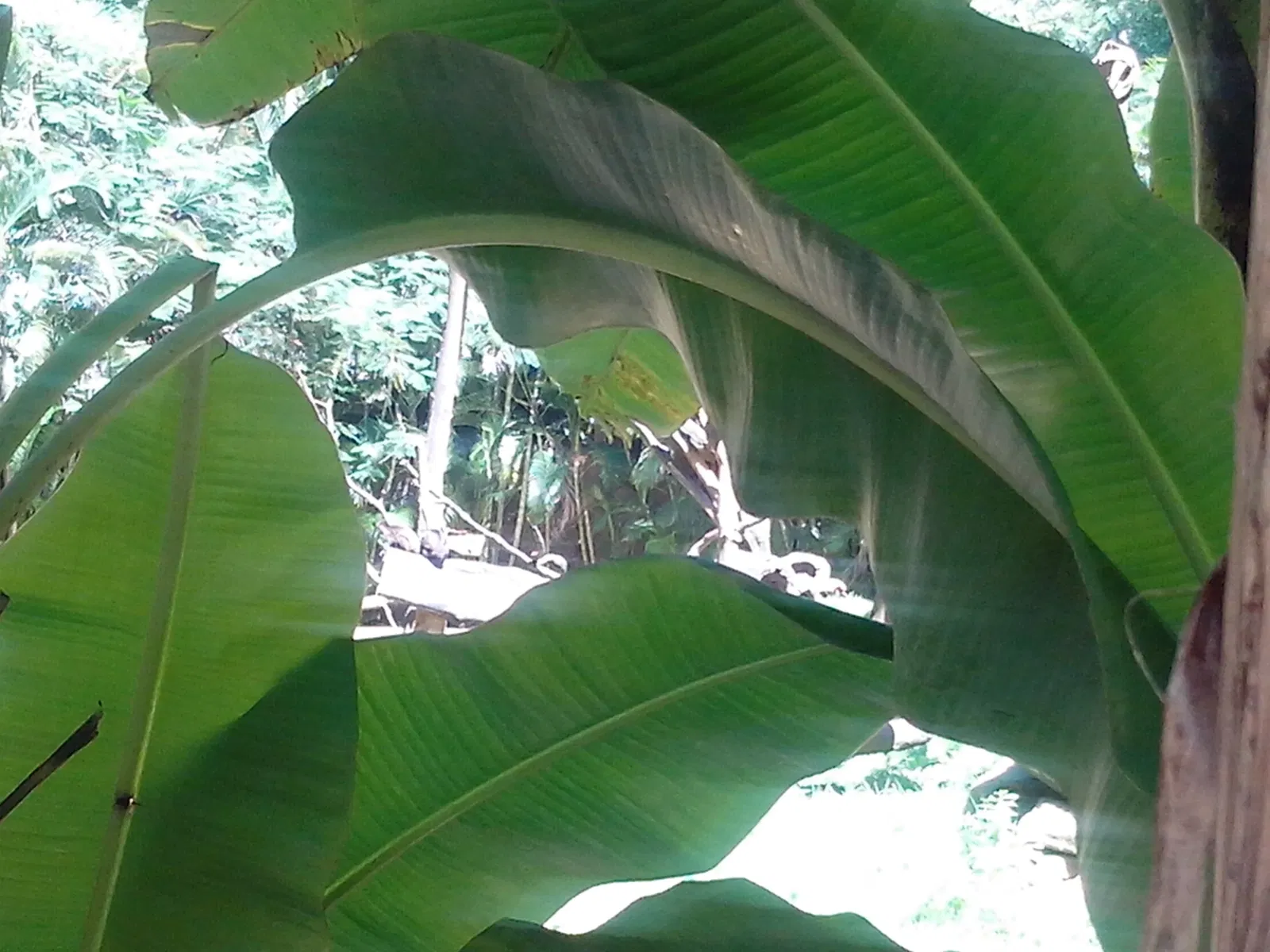 Salvador Zoo and Botanical Park