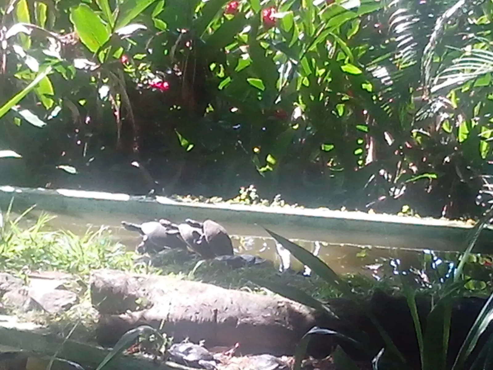 Salvador Zoo and Botanical Park