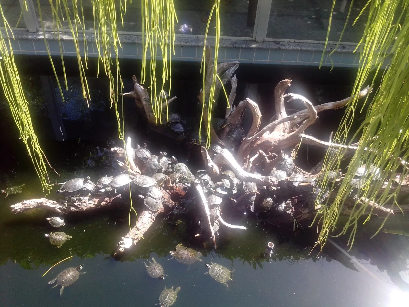 Salvador Zoo and Botanical Park