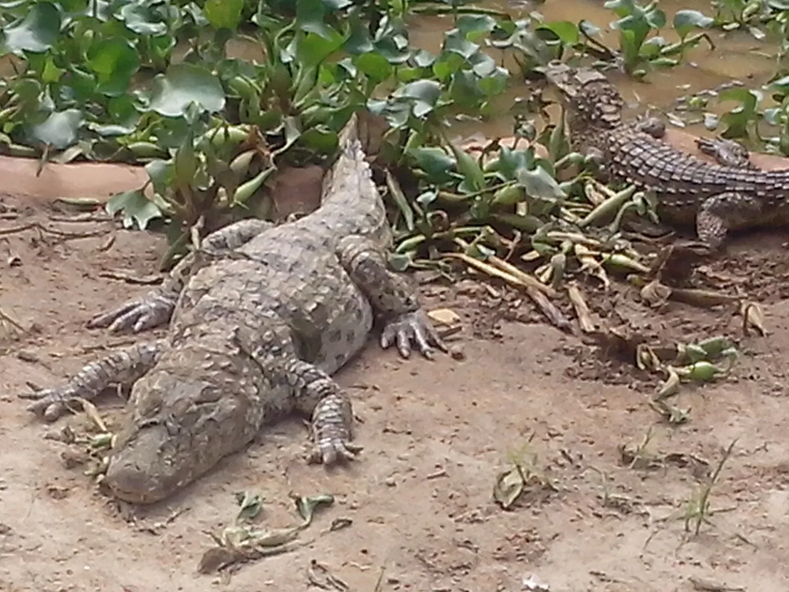 Salvador Zoo and Botanical Park