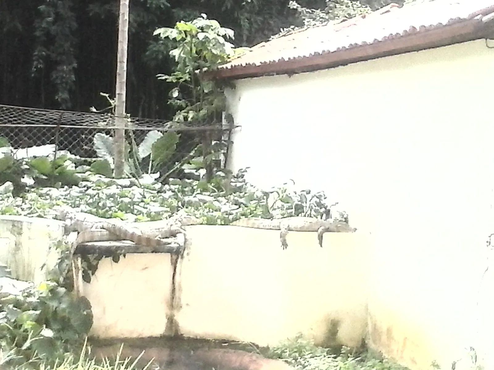 Salvador Zoo and Botanical Park