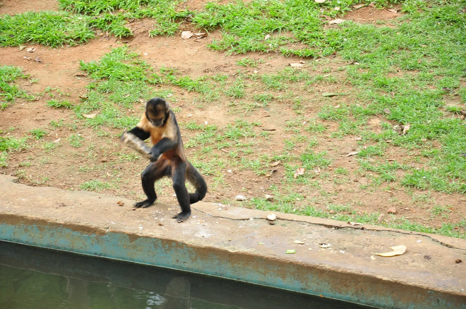 Salvador Zoo and Botanical Park