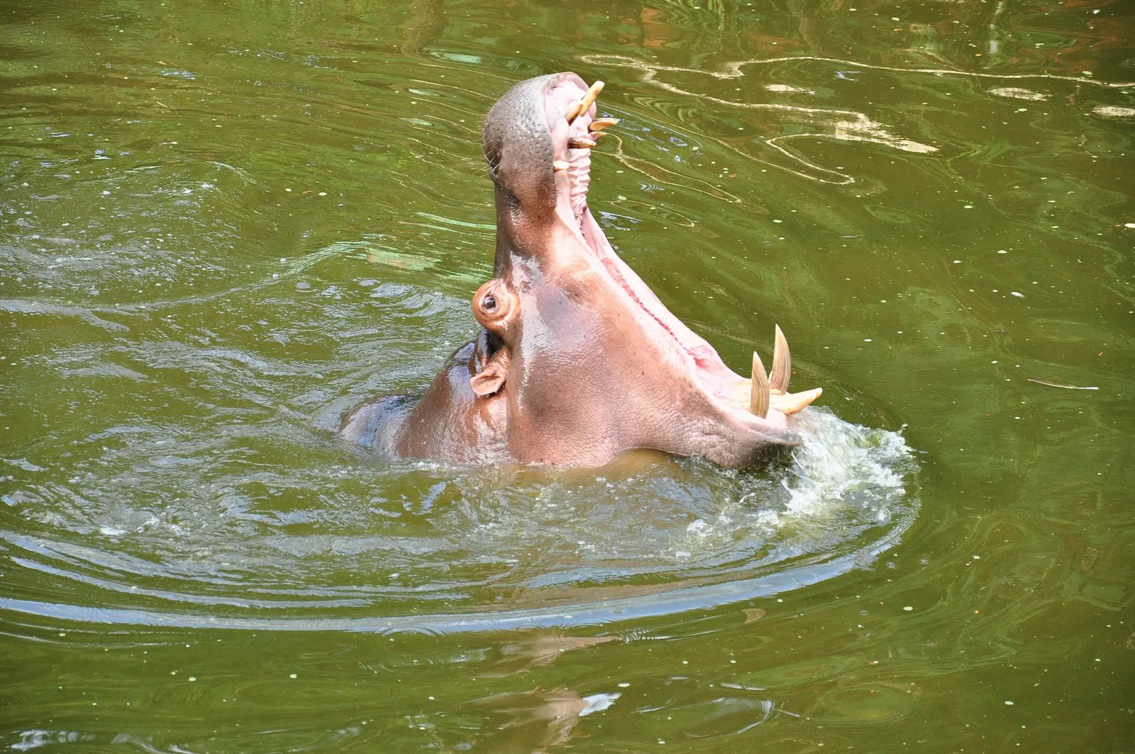 Salvador Zoo and Botanical Park