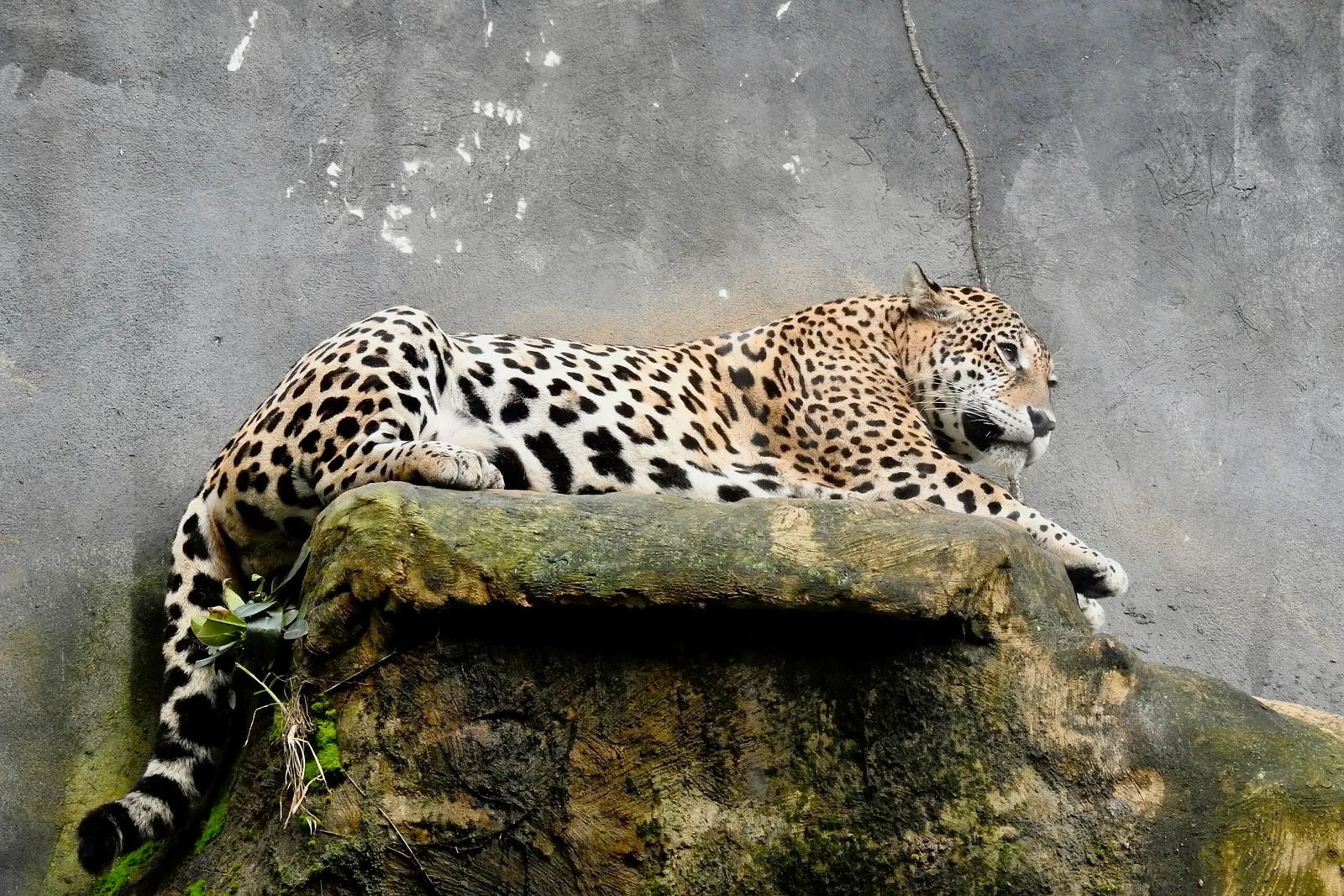 Salvador Zoo and Botanical Park