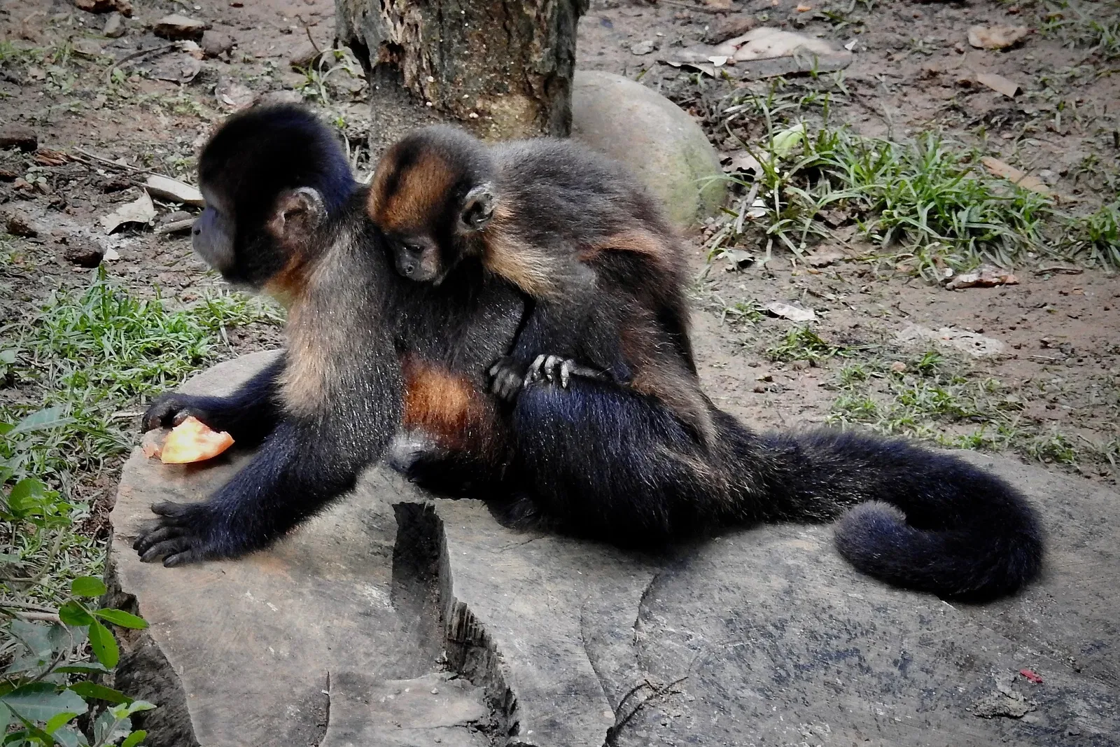 Salvador Zoo and Botanical Park