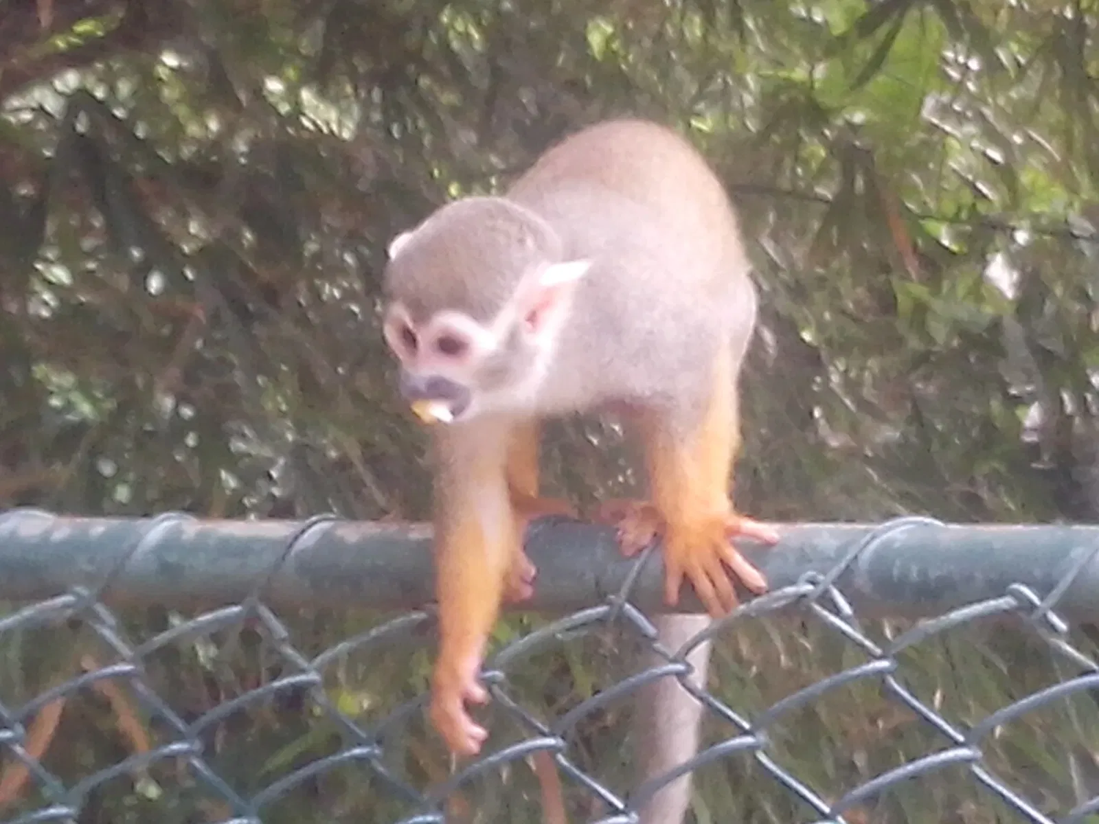 Salvador Zoo and Botanical Park