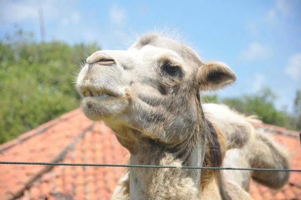 Salvador Zoo and Botanical Park