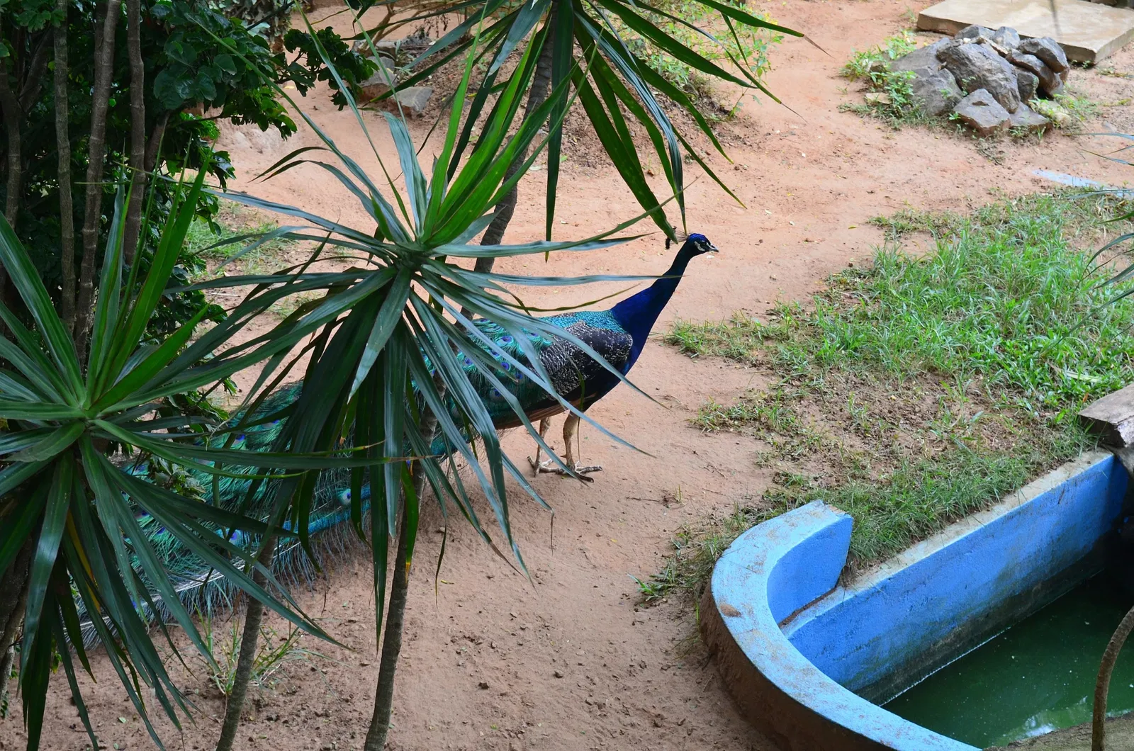 Salvador Zoo and Botanical Park