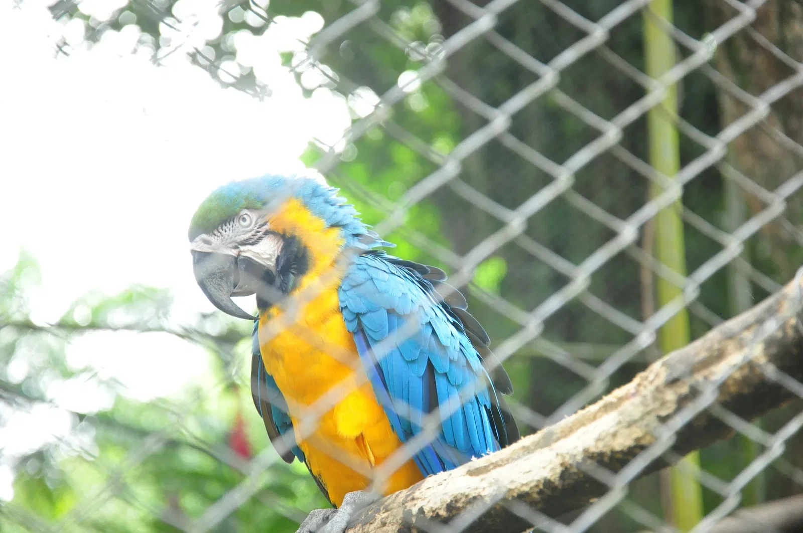Salvador Zoo and Botanical Park