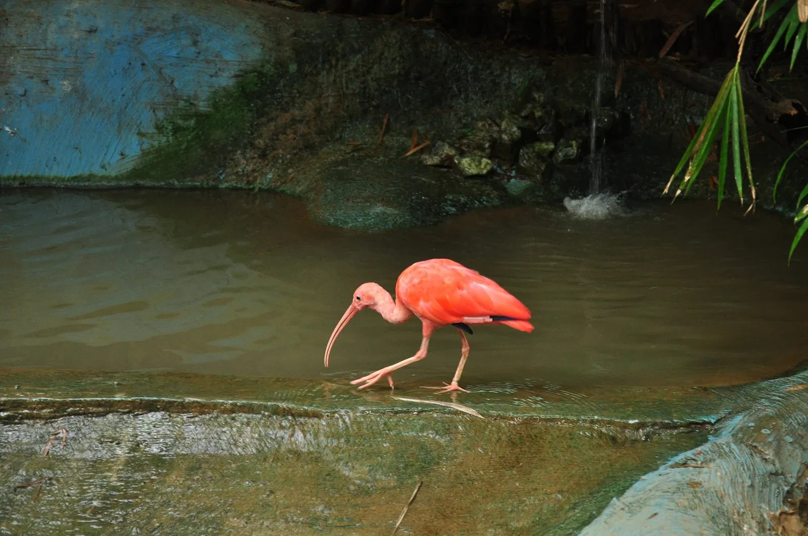 Salvador Zoo and Botanical Park