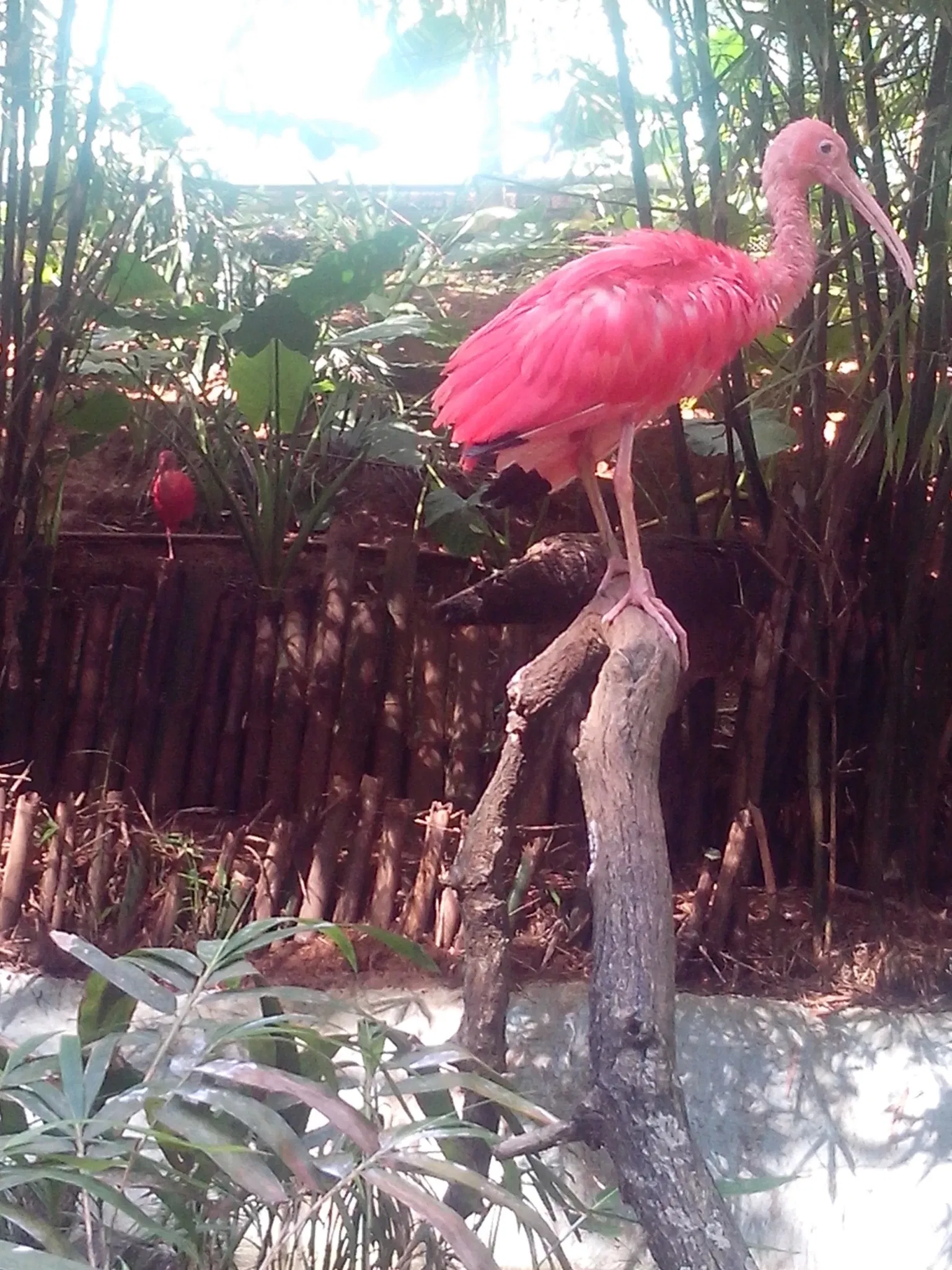 Salvador Zoo and Botanical Park