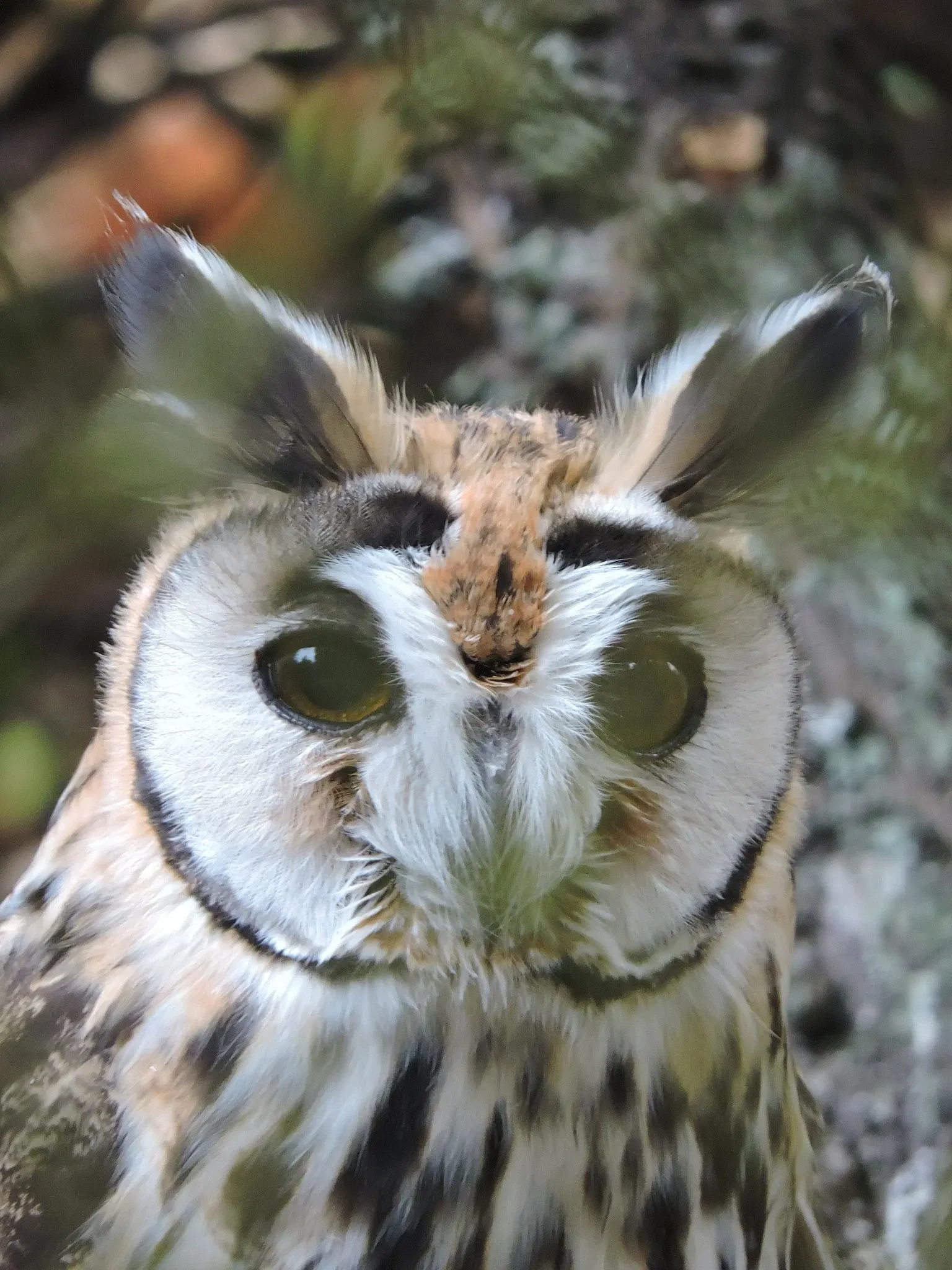 Salvador Zoo and Botanical Park