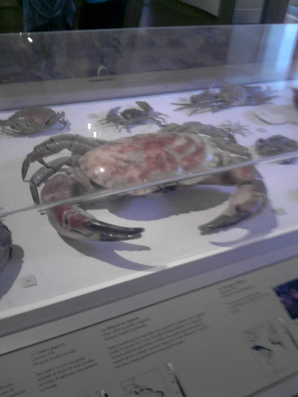 Nationaal Museum van Brazilië