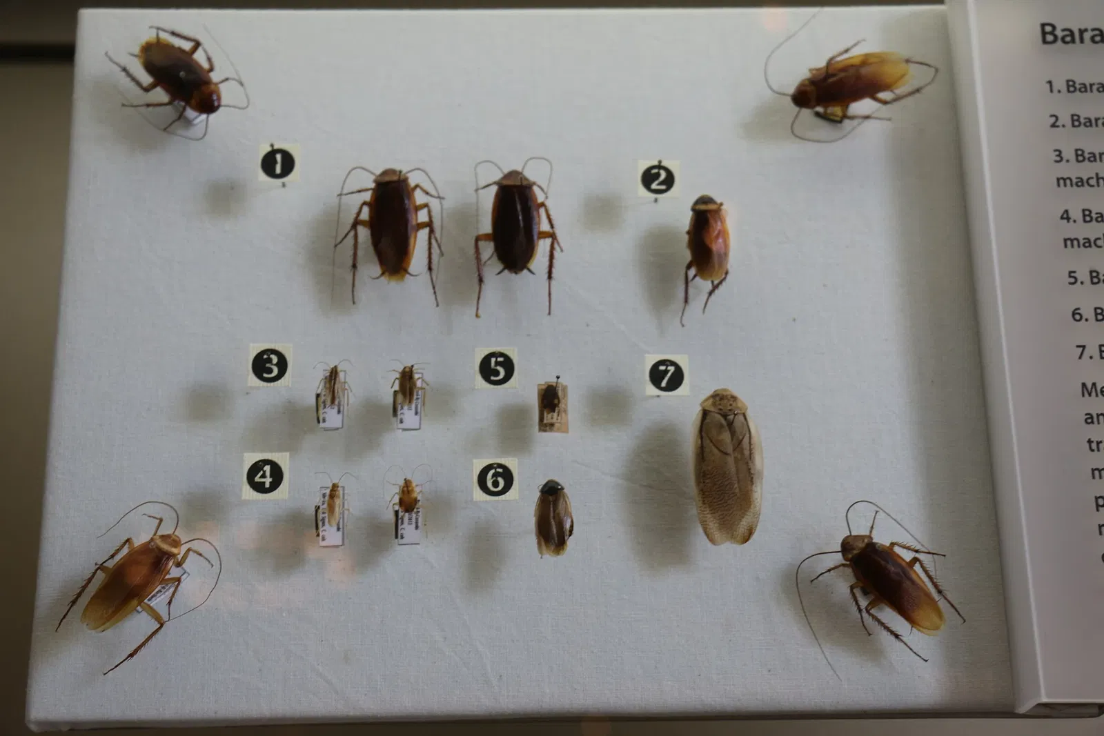 Museu Nacional da Universidade Federal do Rio de Janeiro