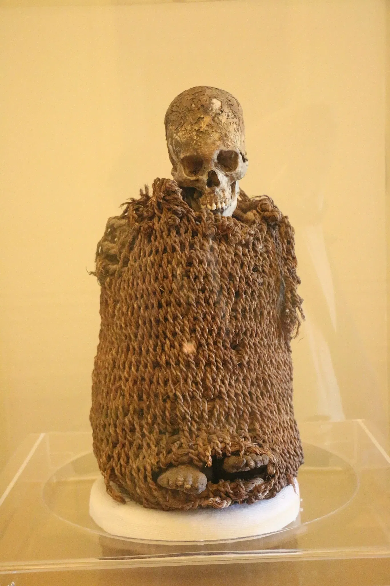 Musée national de l'université fédérale de Rio de Janeiro