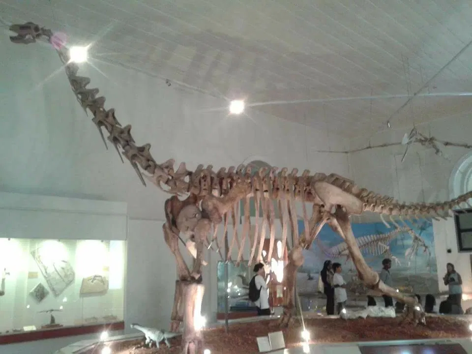 Musée national de l'université fédérale de Rio de Janeiro