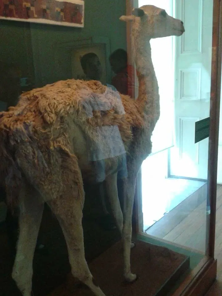 National Museum of Brazil