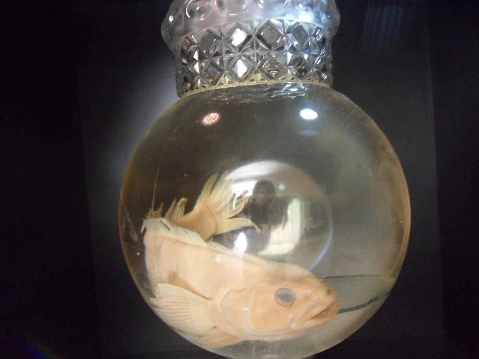 Museo nazionale del Brasile