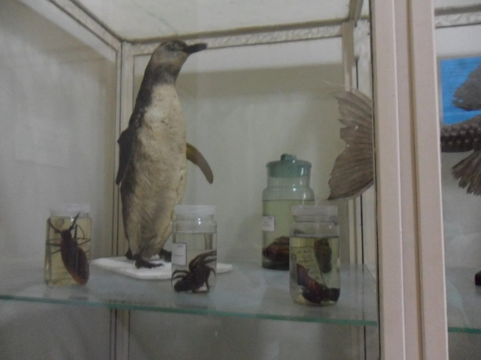 Museo nazionale del Brasile