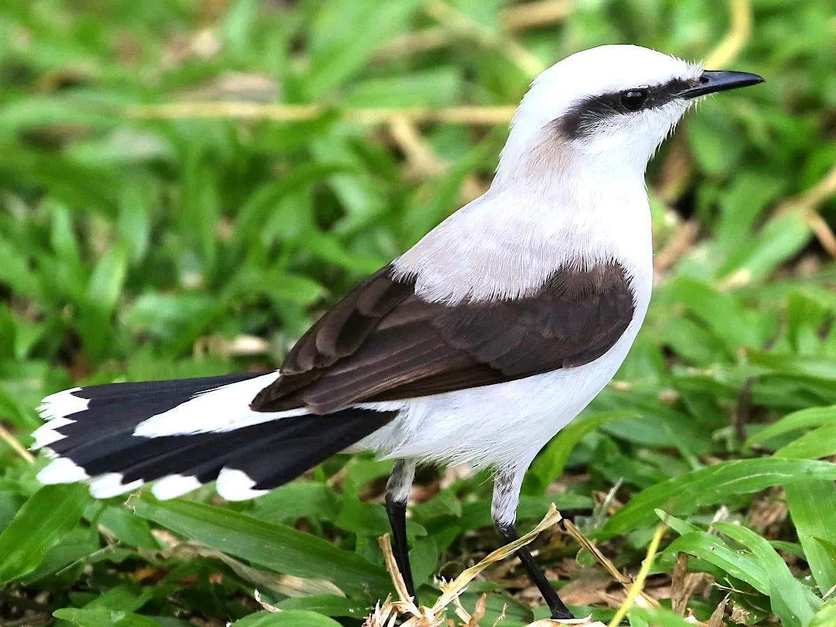 Duque de Caxias Fort
