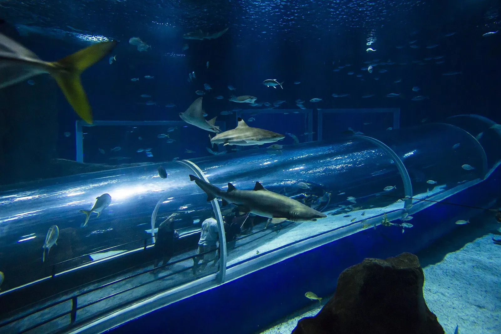 Marine Aquarium of Rio de Janeiro