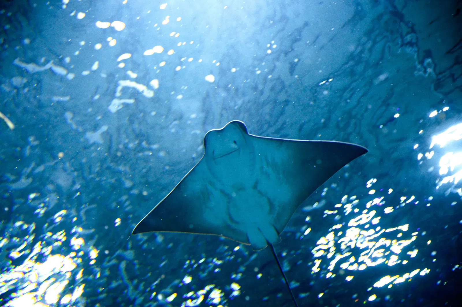 Marine Aquarium of Rio de Janeiro