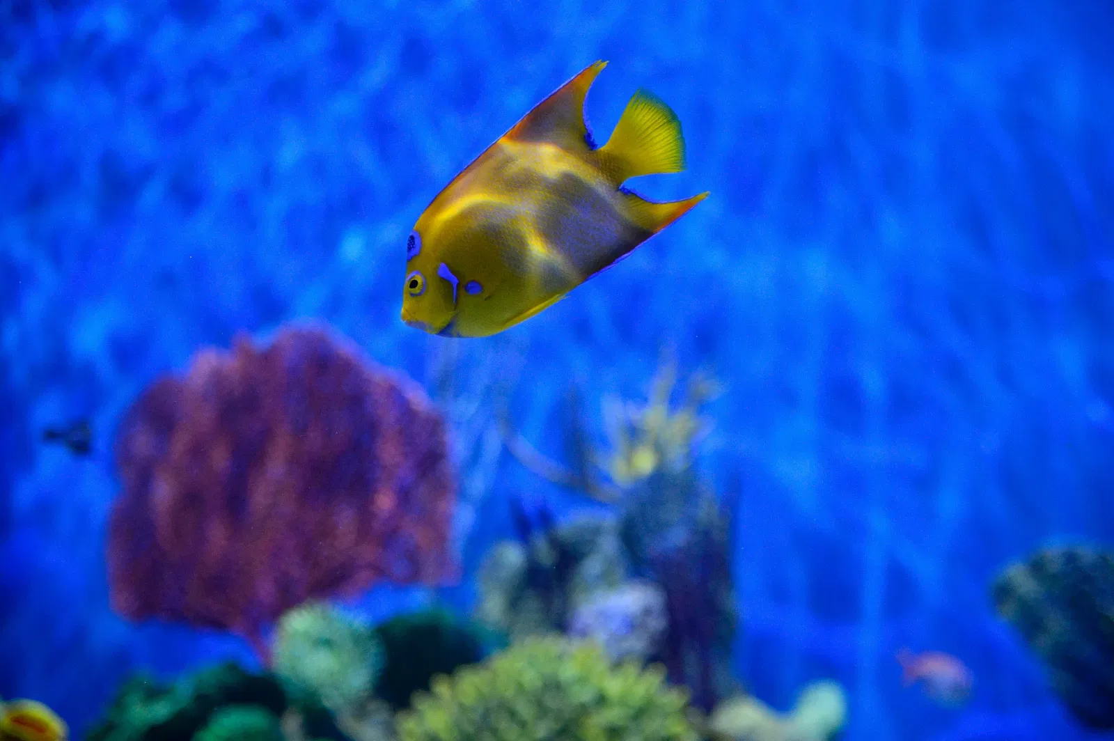 Marine Aquarium of Rio de Janeiro