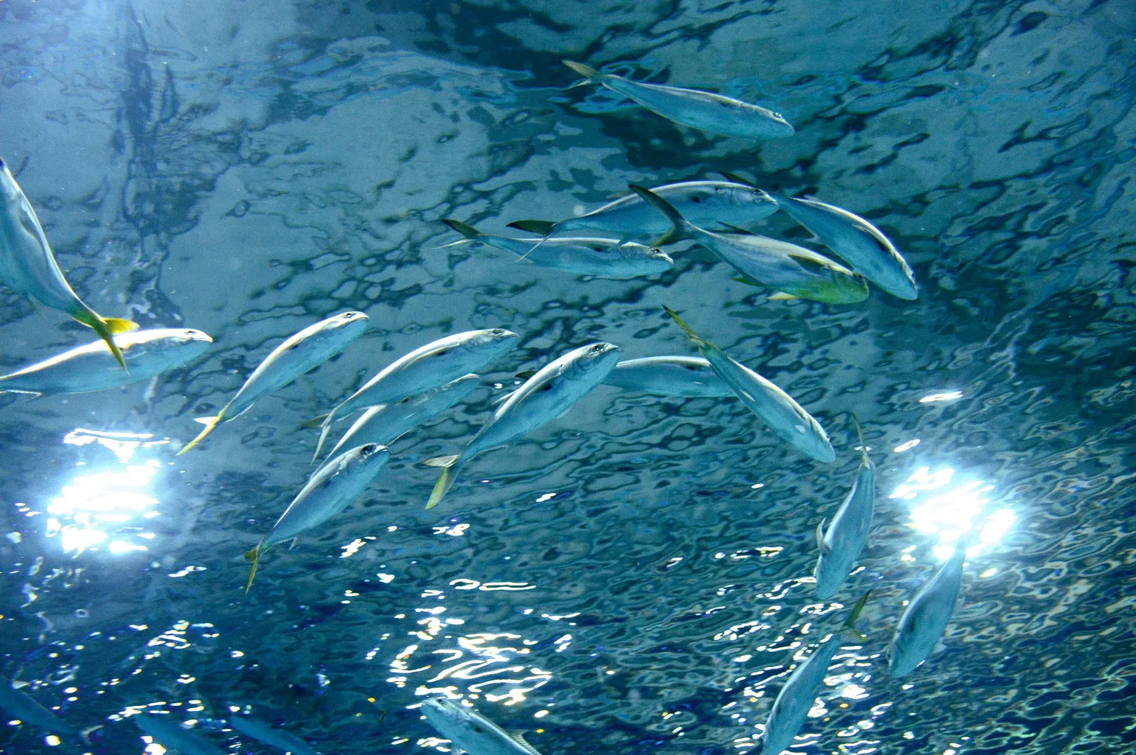 Marine Aquarium of Rio de Janeiro