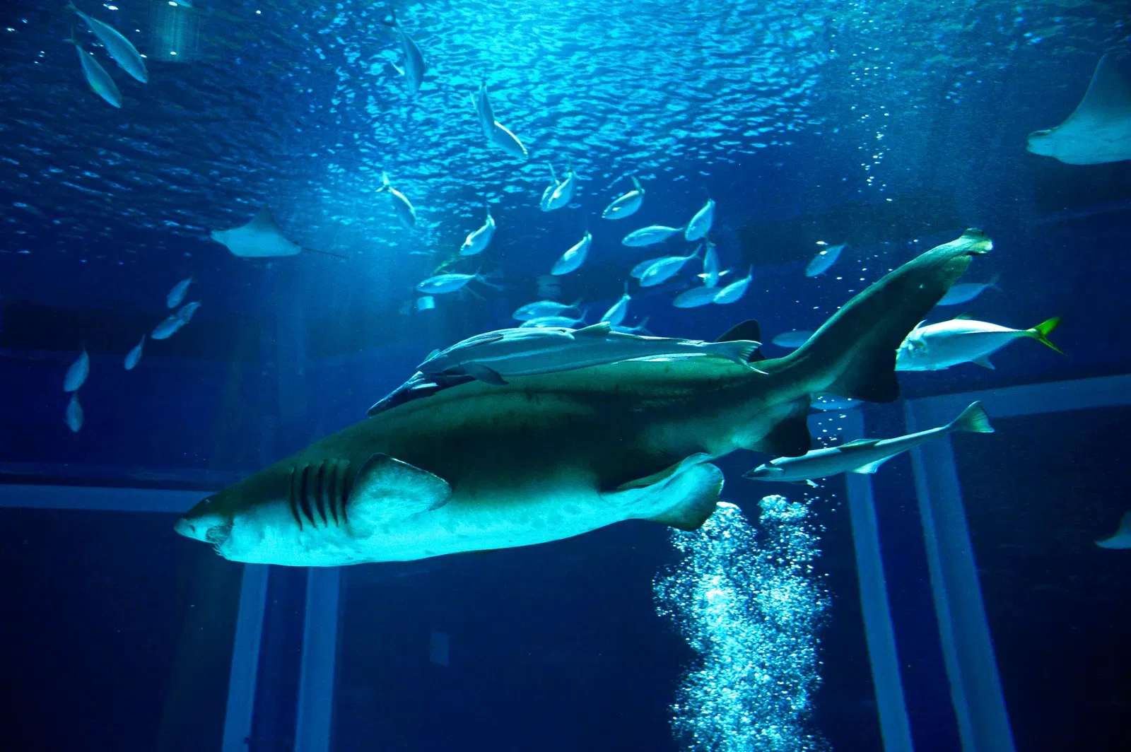 Marine Aquarium of Rio de Janeiro