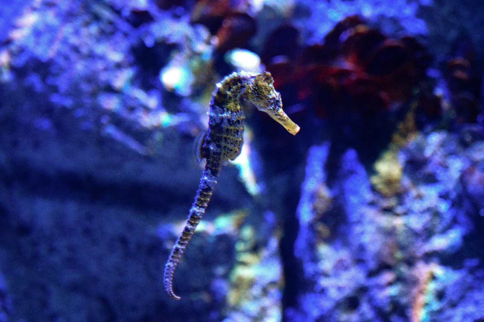 Marine Aquarium of Rio de Janeiro