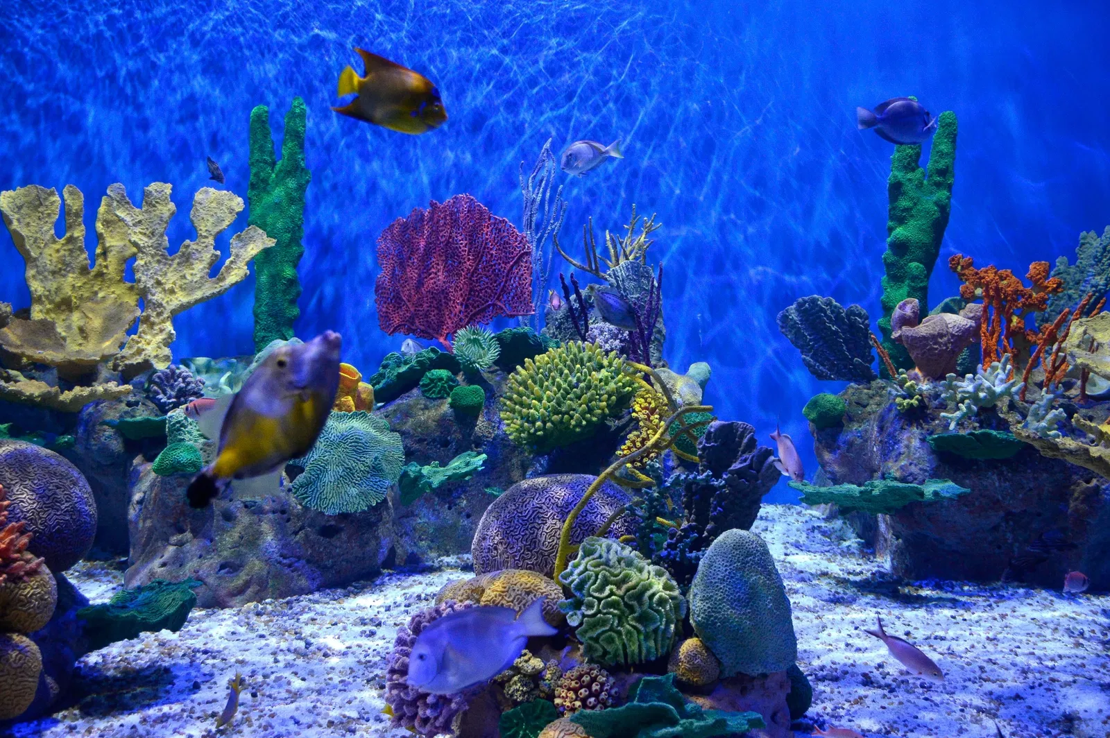 Marine Aquarium of Rio de Janeiro