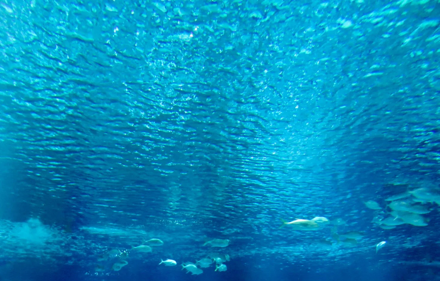 Marine Aquarium of Rio de Janeiro