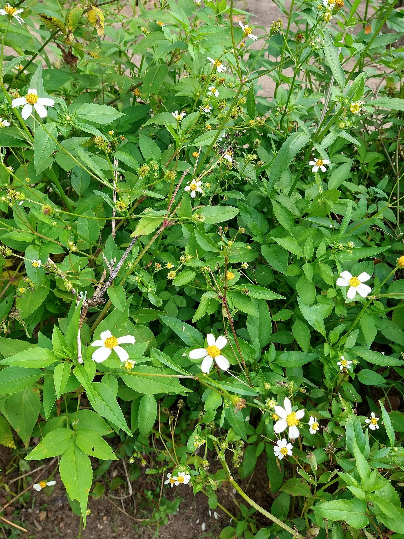 Zoo Botanical Park Dois Irmãos