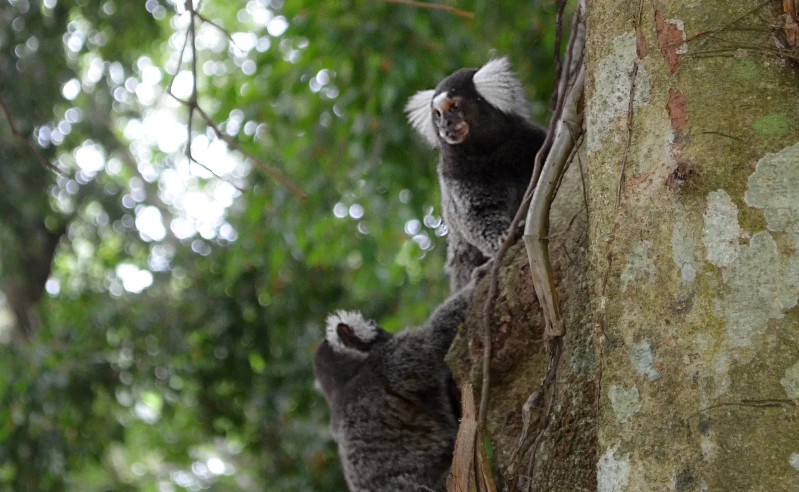 Zoo Botanical Park Dois Irmãos