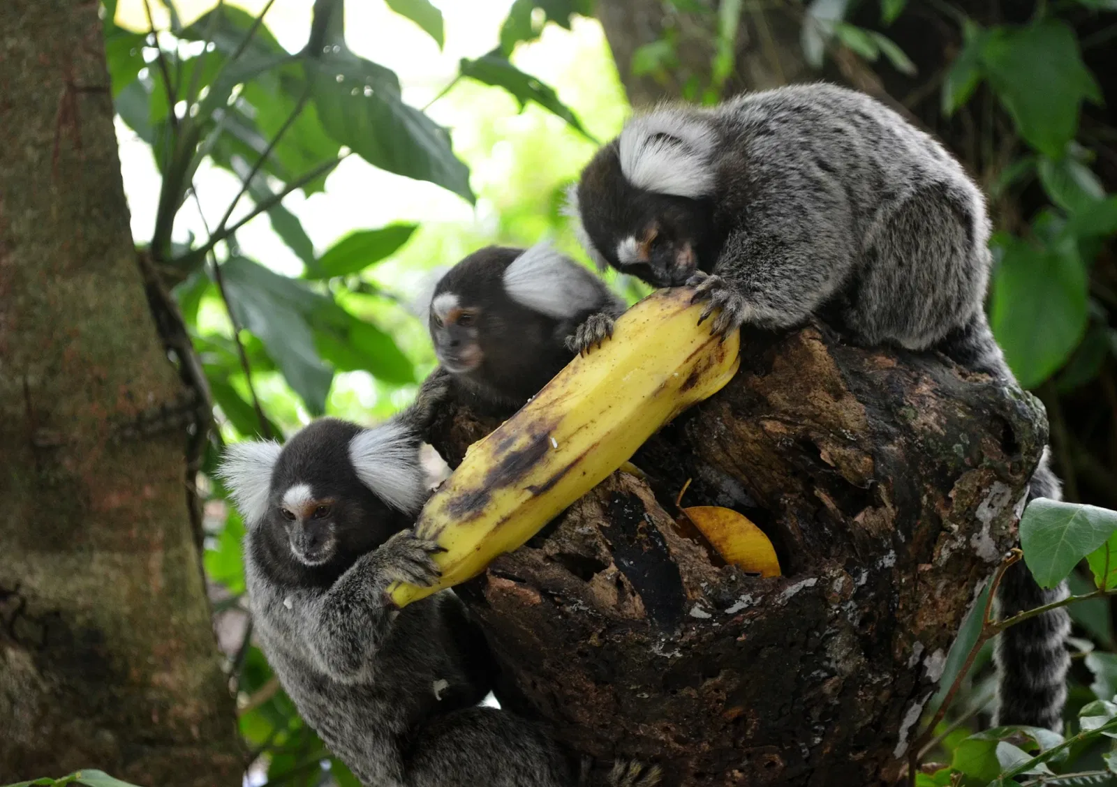 Zoo Botanical Park Dois Irmãos