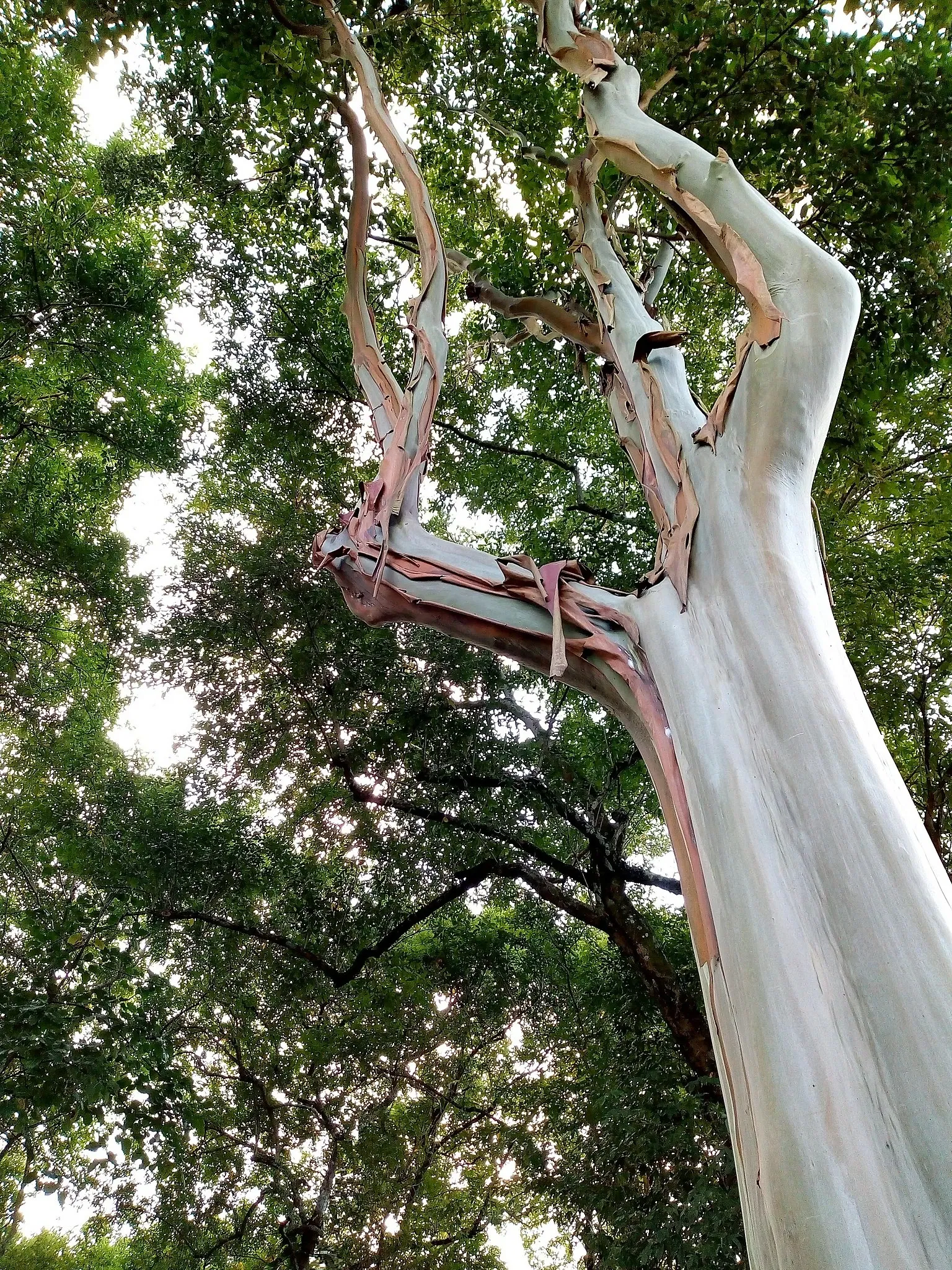 Zoo Botanical Park Dois Irmãos